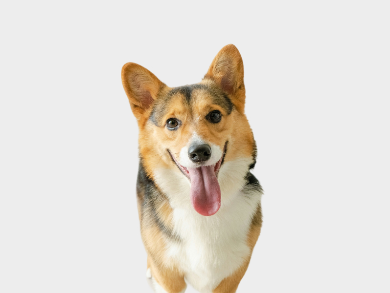 Out-of-Hours Veterinary Care in Toronto, ON Out-of-Hours Veterinary Care in Toronto, ON