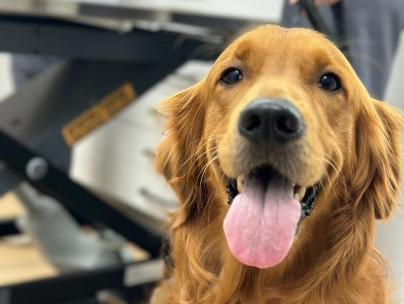 Golden retriever dog, happy expression