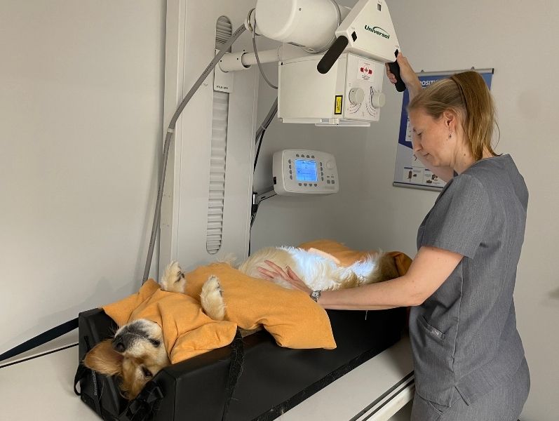 Vet, dog, X-ray machine.