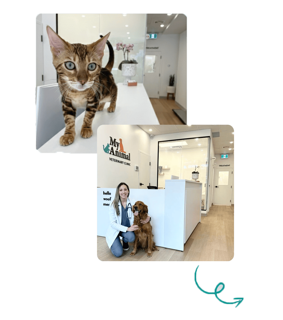 Vet with cat and dog