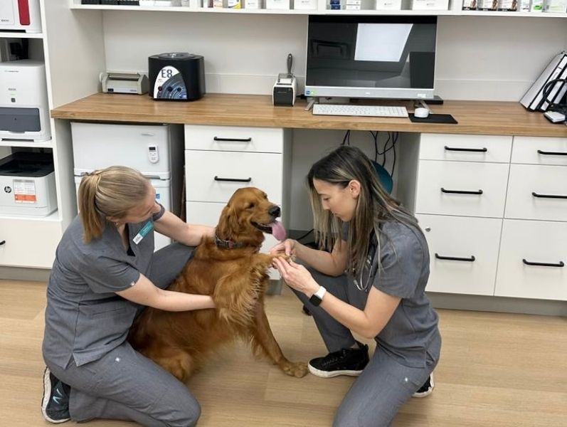Vets examining dog paw