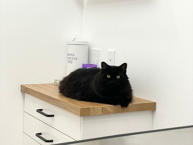 surgery-banner Black cat, green eyes